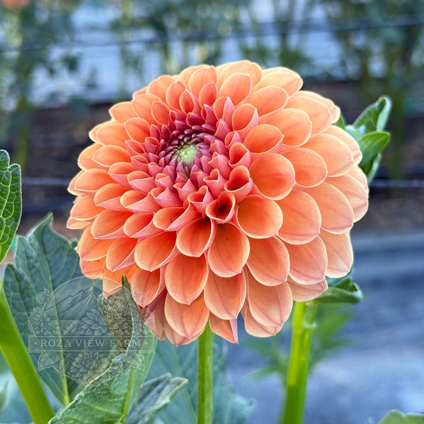 Ruskin Tangerine