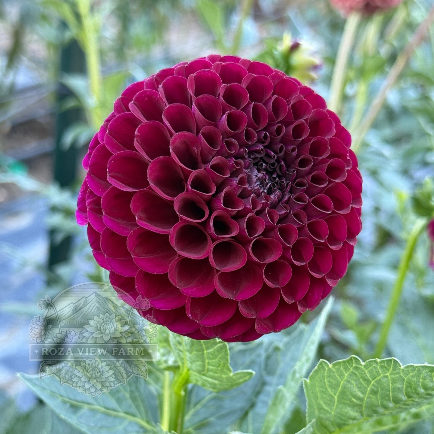 Irish Blackberry