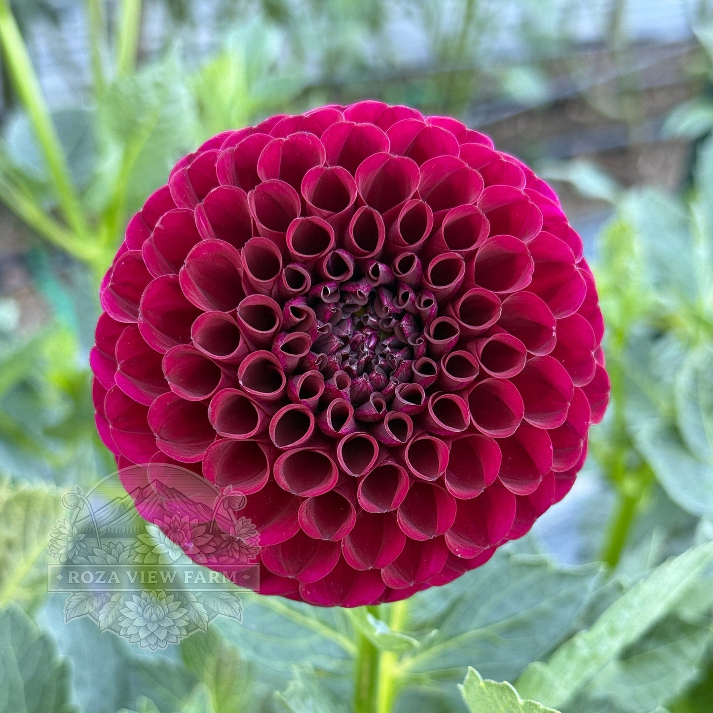 Irish Blackberry