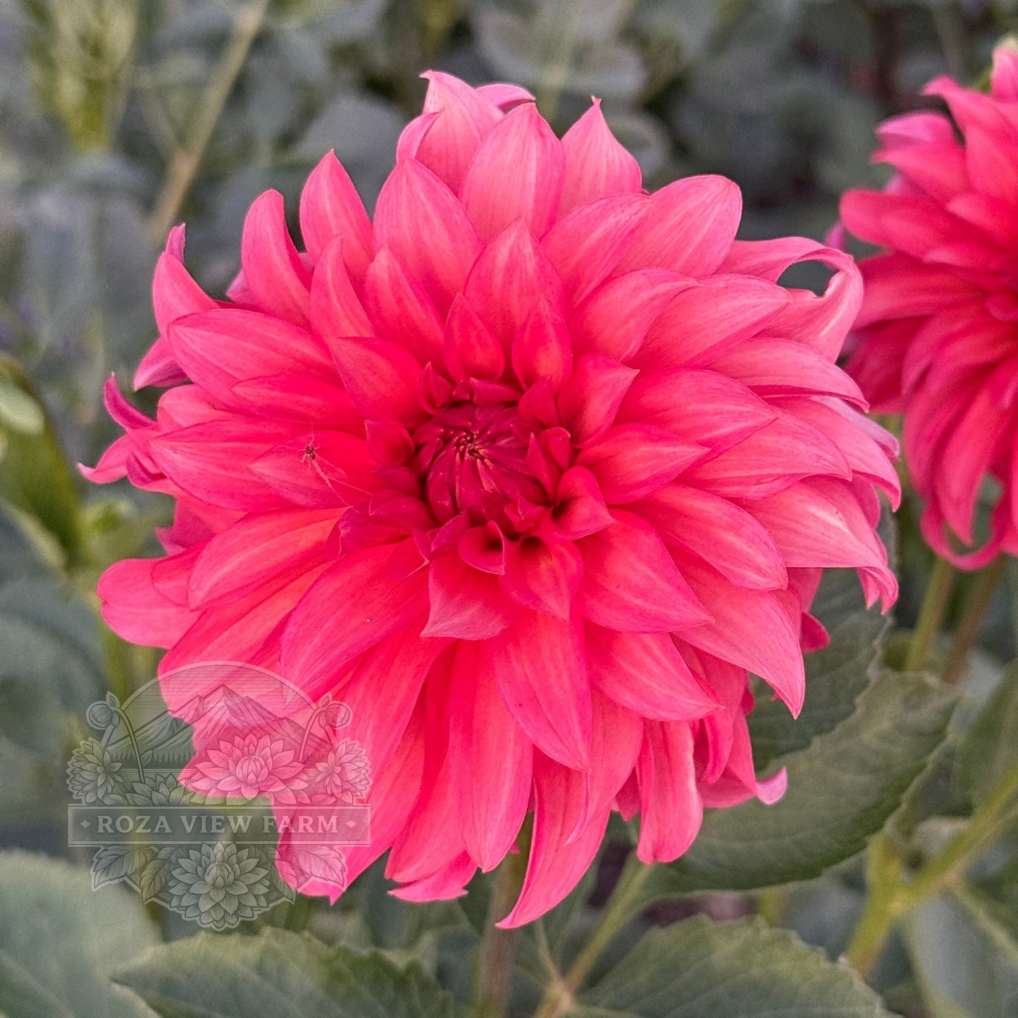 Clearview Cinnabar