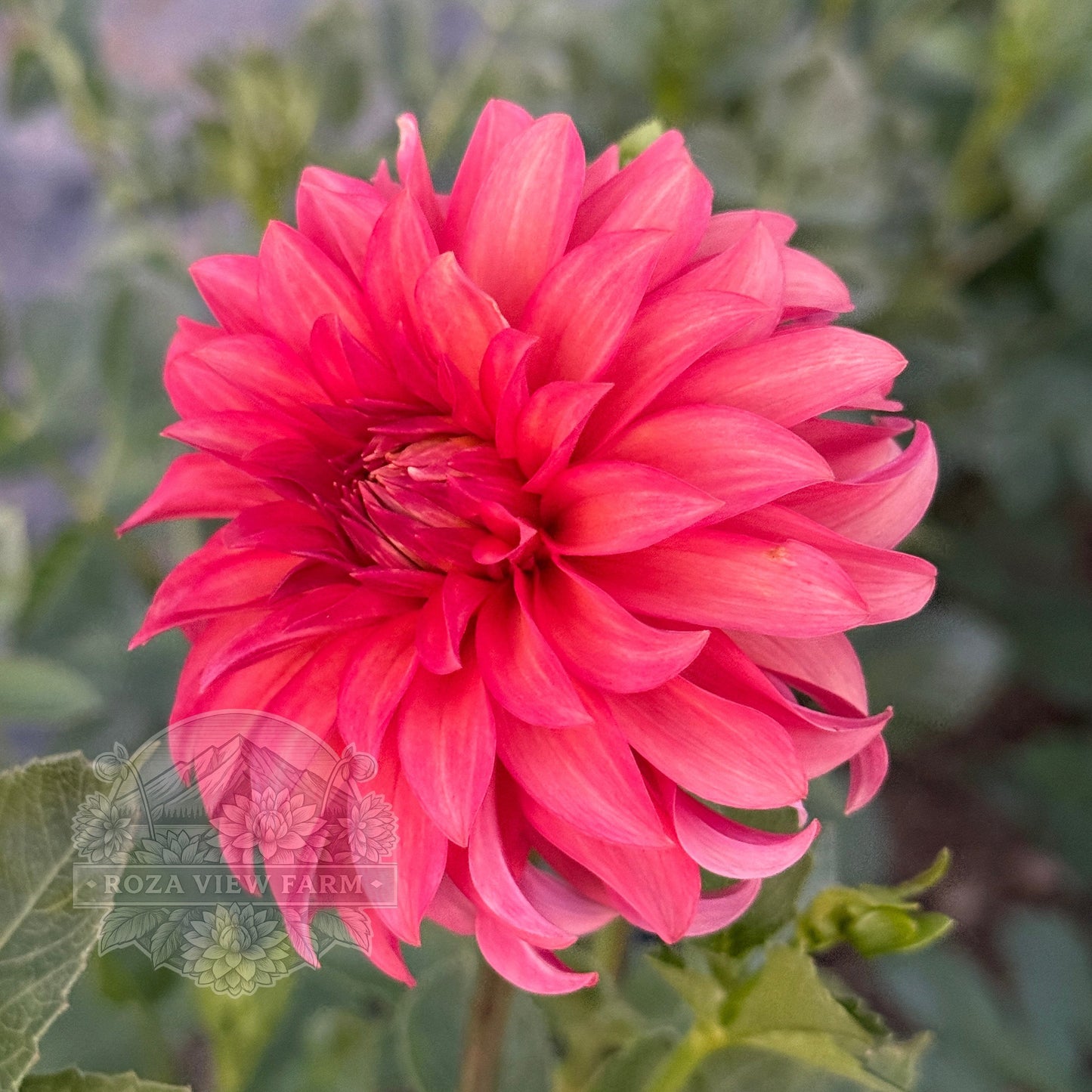 Clearview Cinnabar