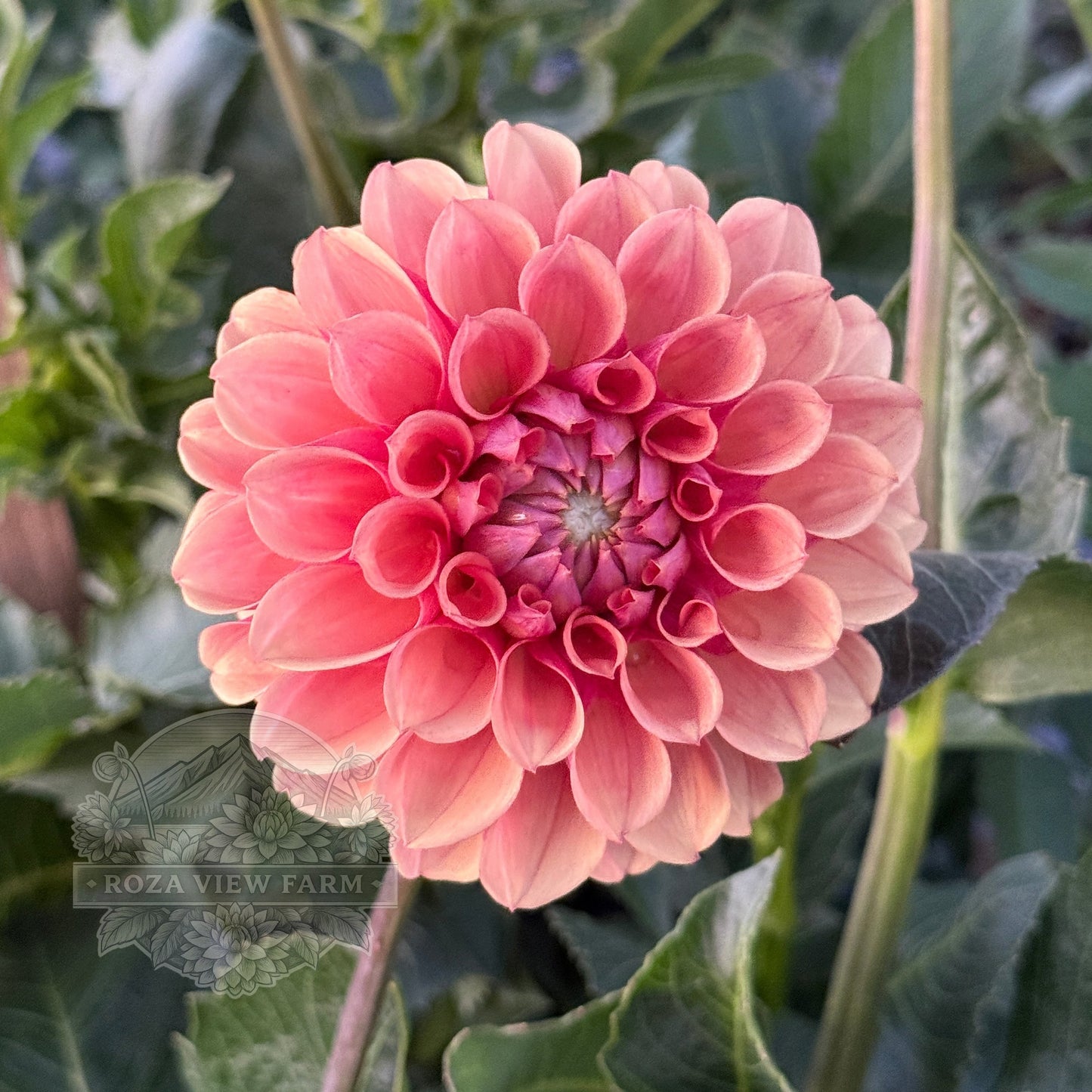 Burfoot Desert Rose