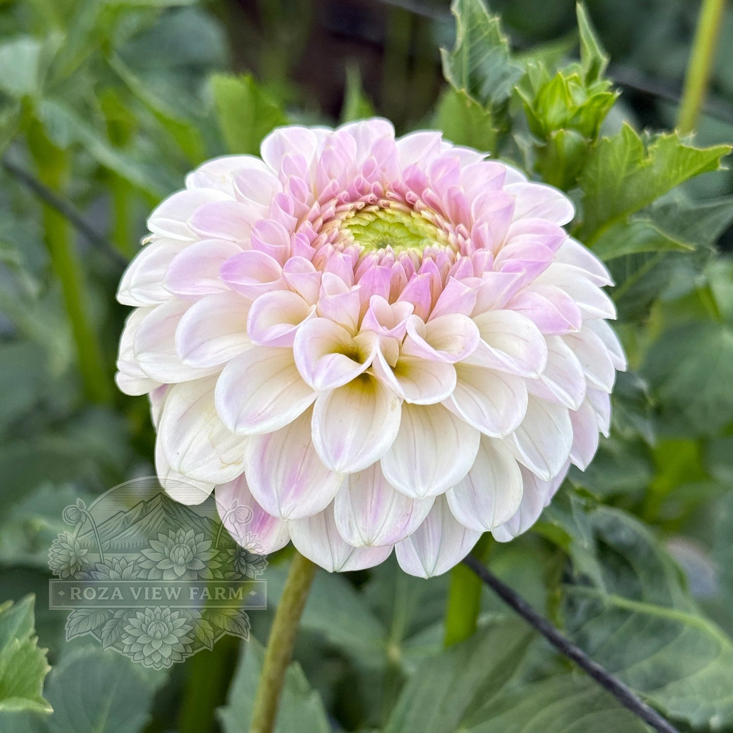 Ferncliff Tango