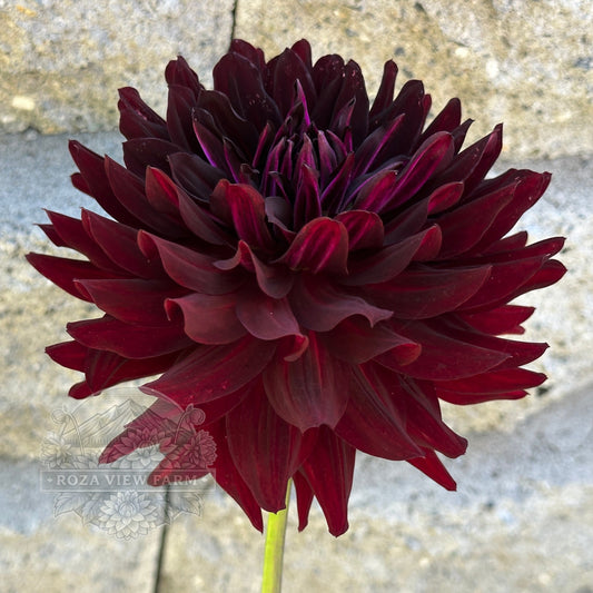 Hollyhill Black Beauty