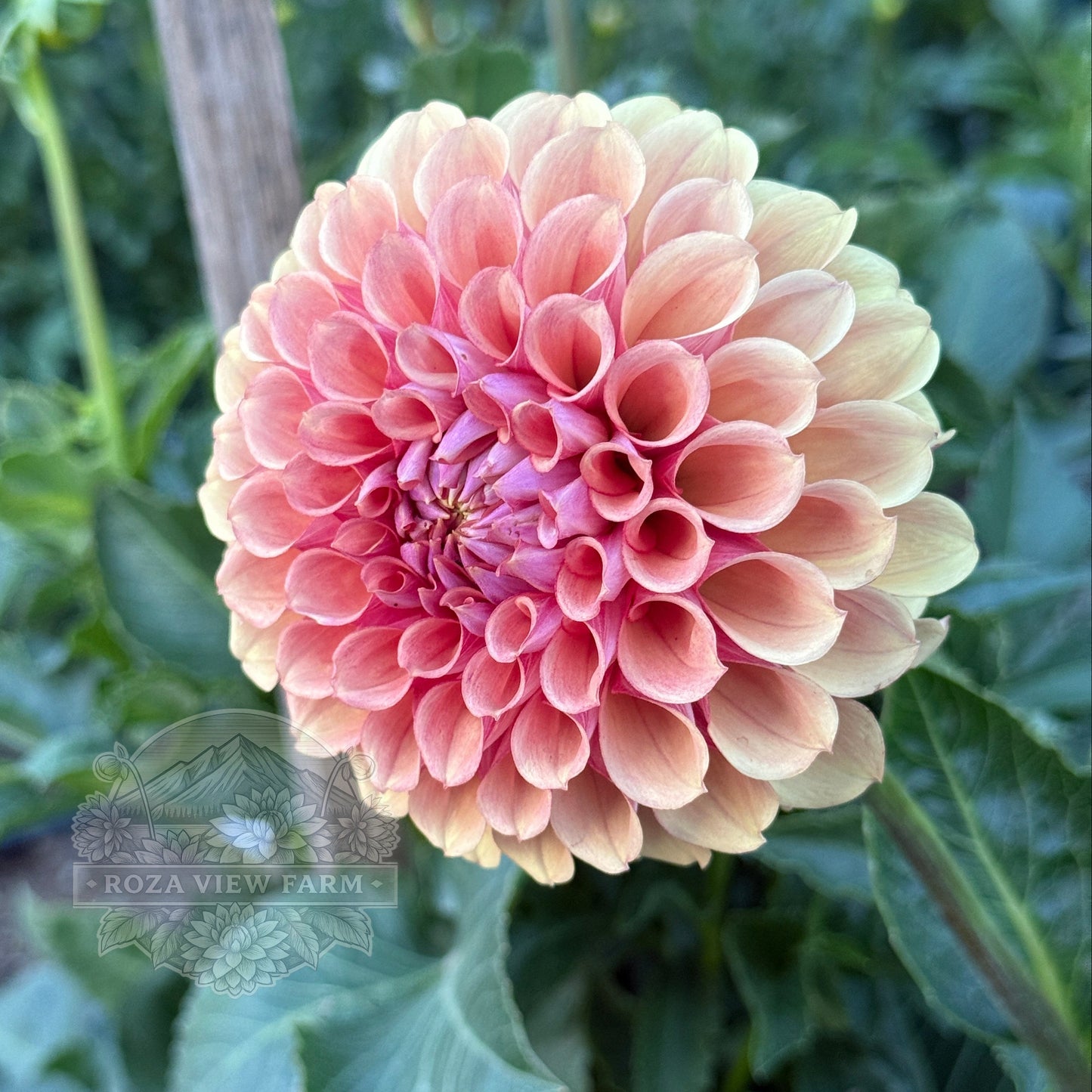 Burfoot Desert Rose