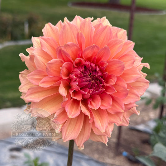 Peach Bud