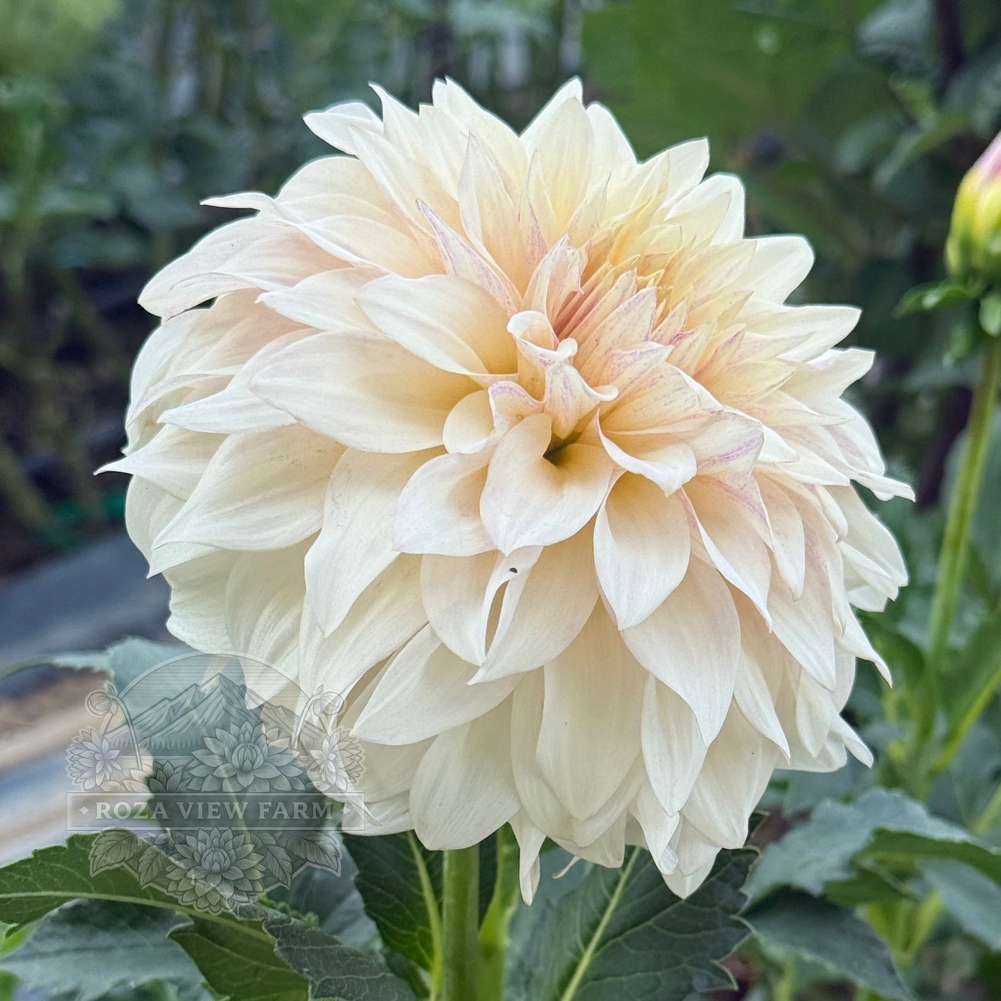 MD's Delight