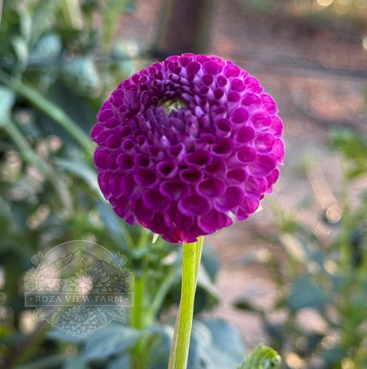 Nellie's Rose