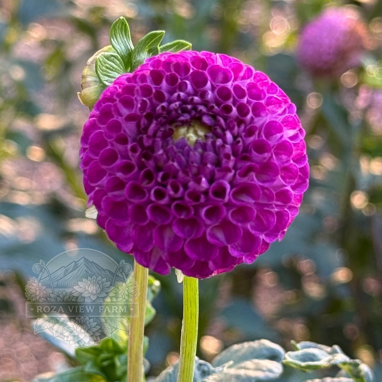 Nellie's Rose