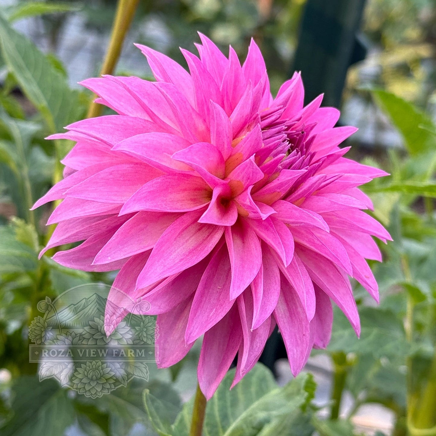Pink Pet