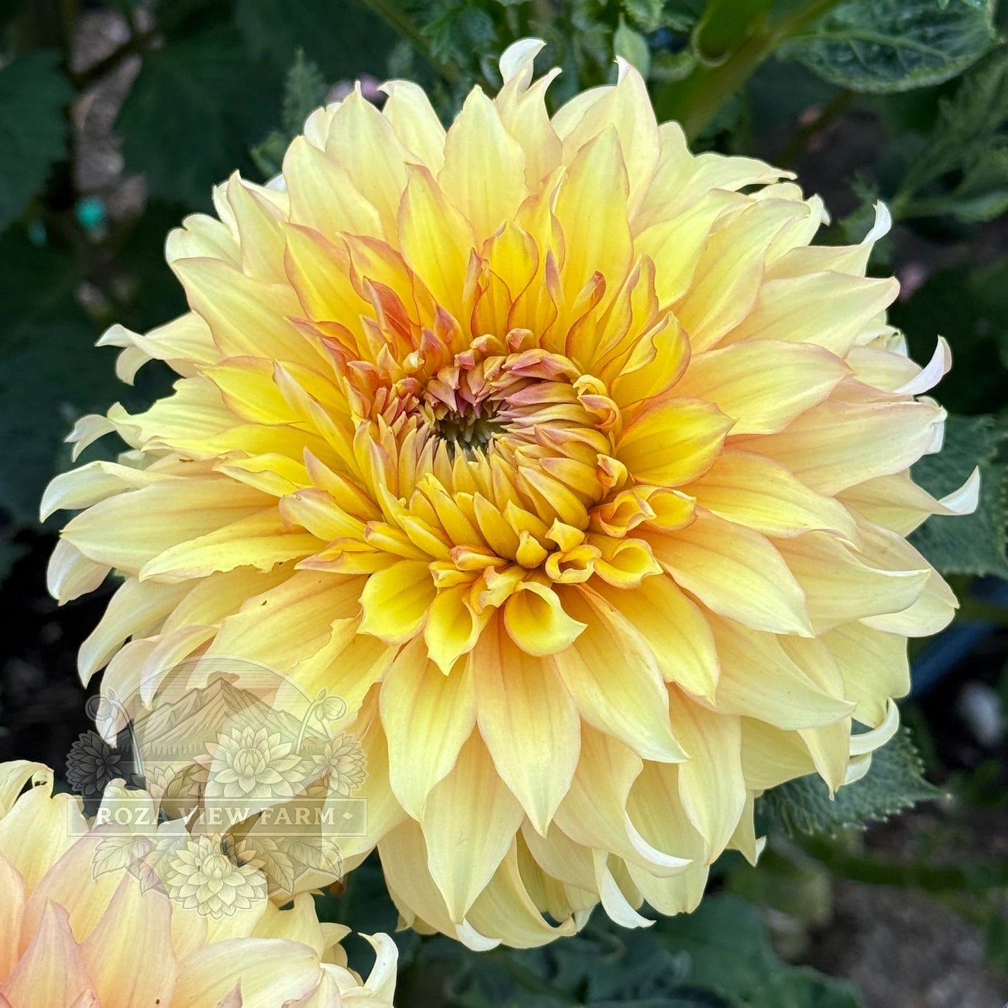 Camano Honey
