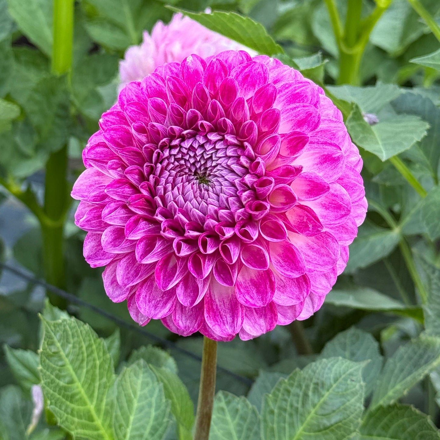 20th Ave Morning Mist