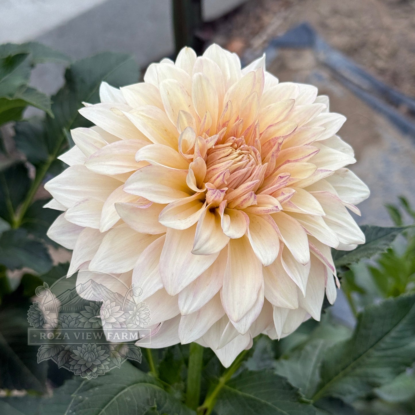 MD's Delight