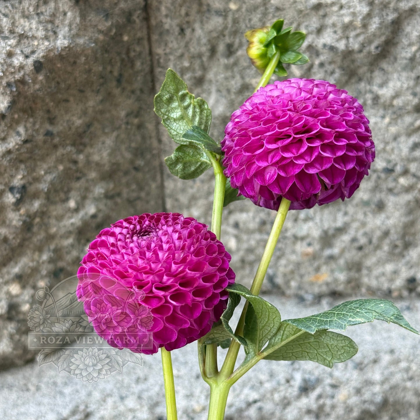 Don's Delight