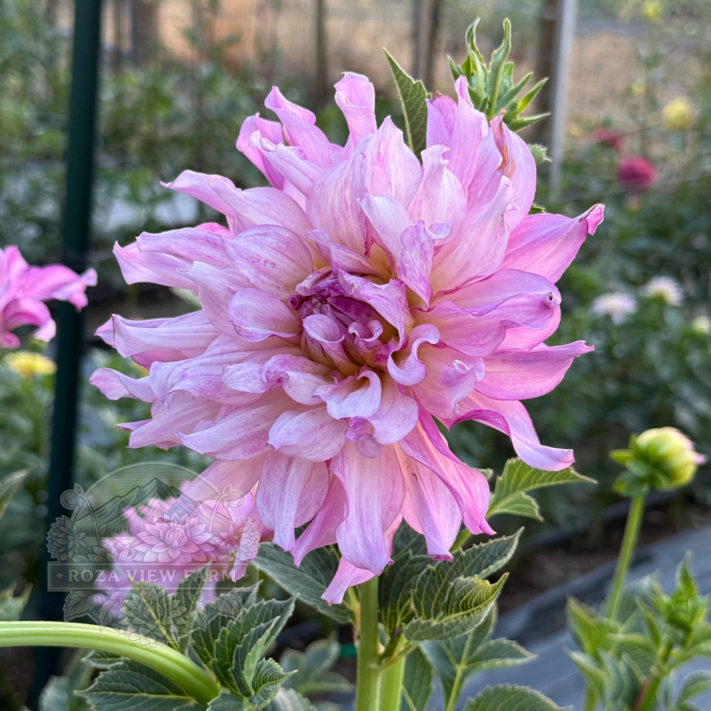 CMF Duchess