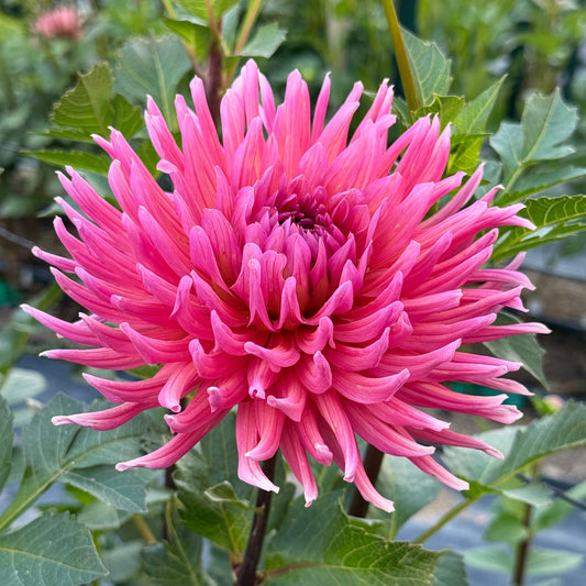 Allen’s Smoky Skies