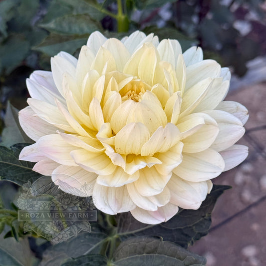Hollyhill Creamy