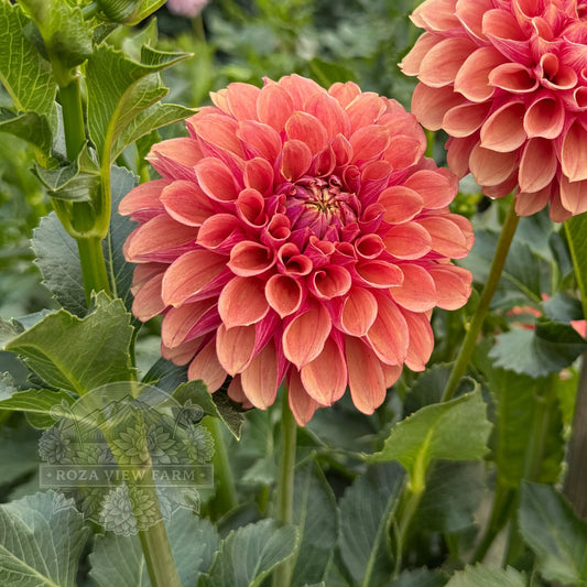 Burfoot Desert Rose