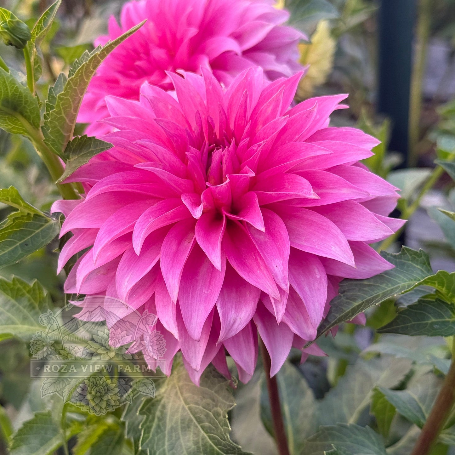 Pink Pet
