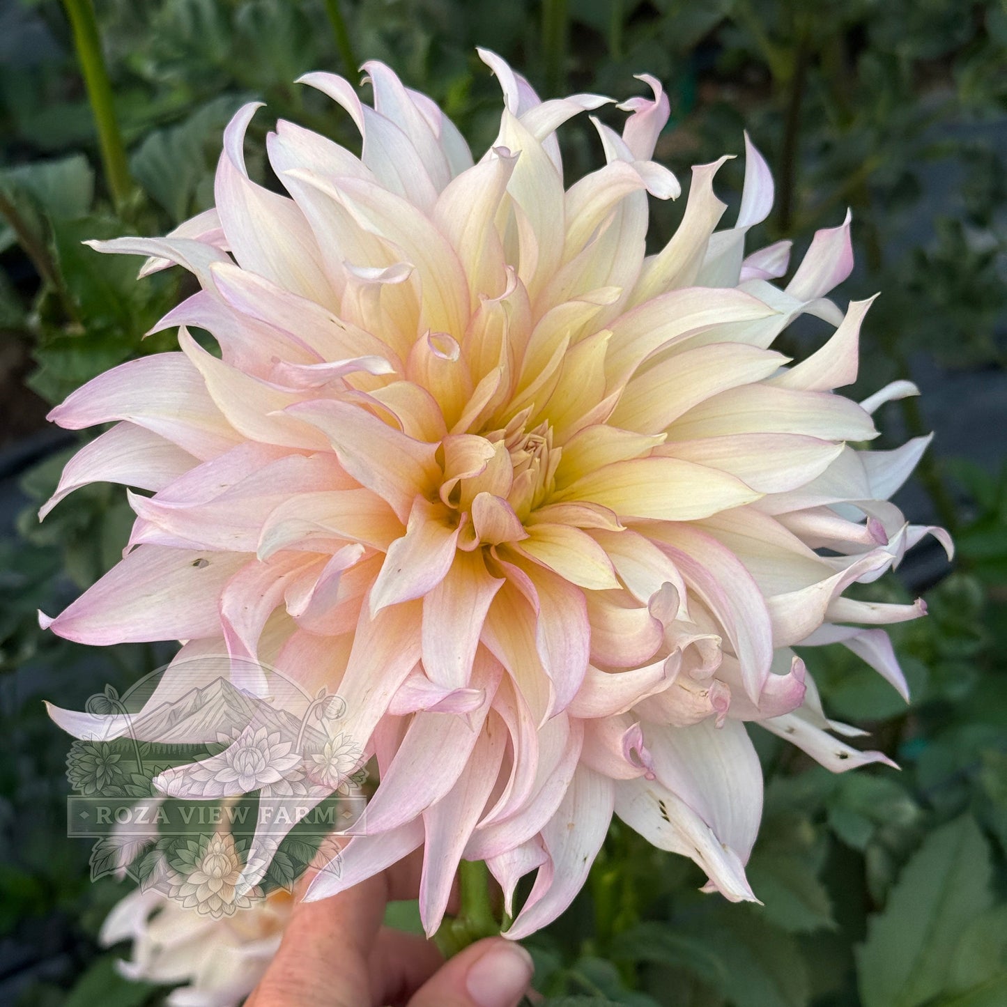 Garden of Love
