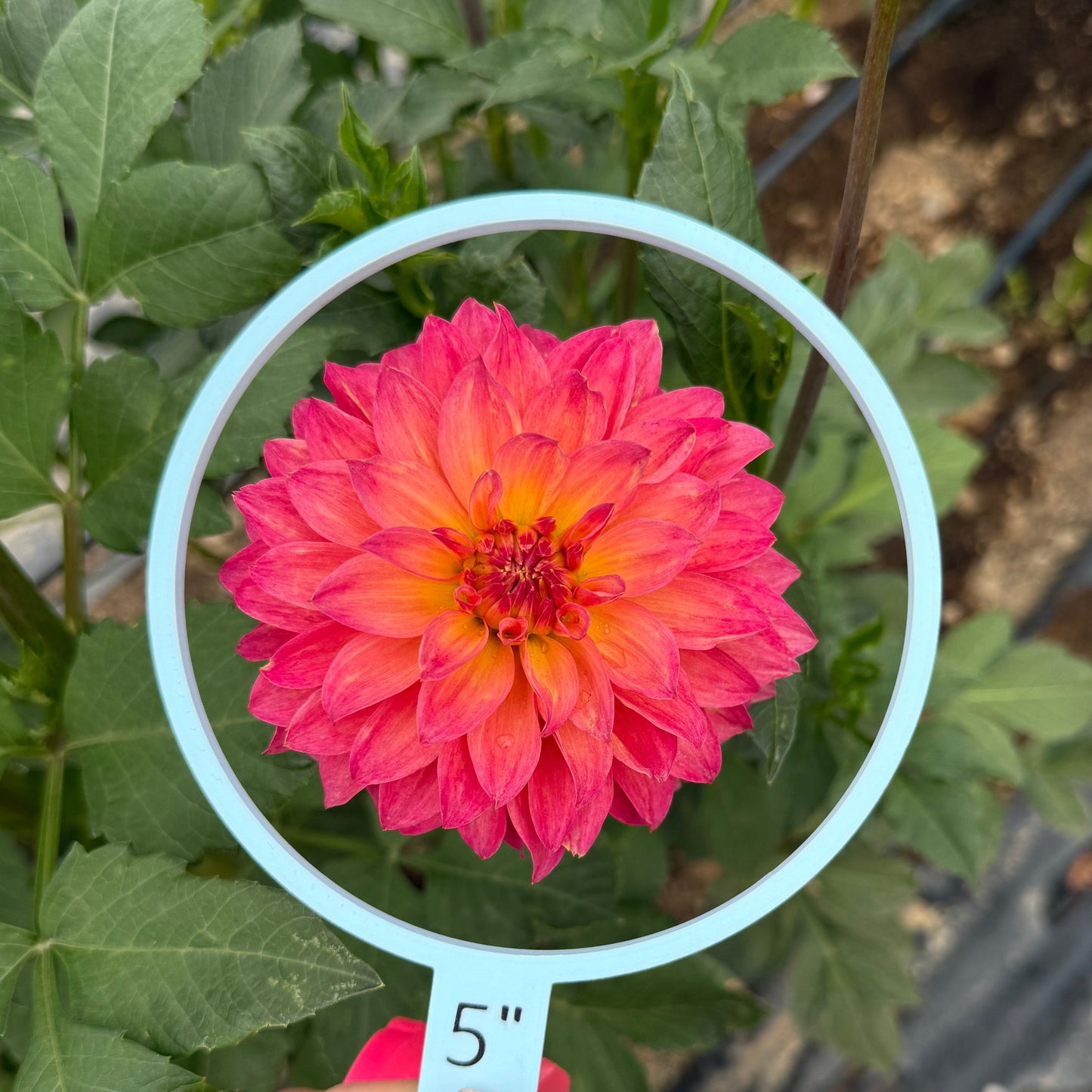 Seedling 2025-17
