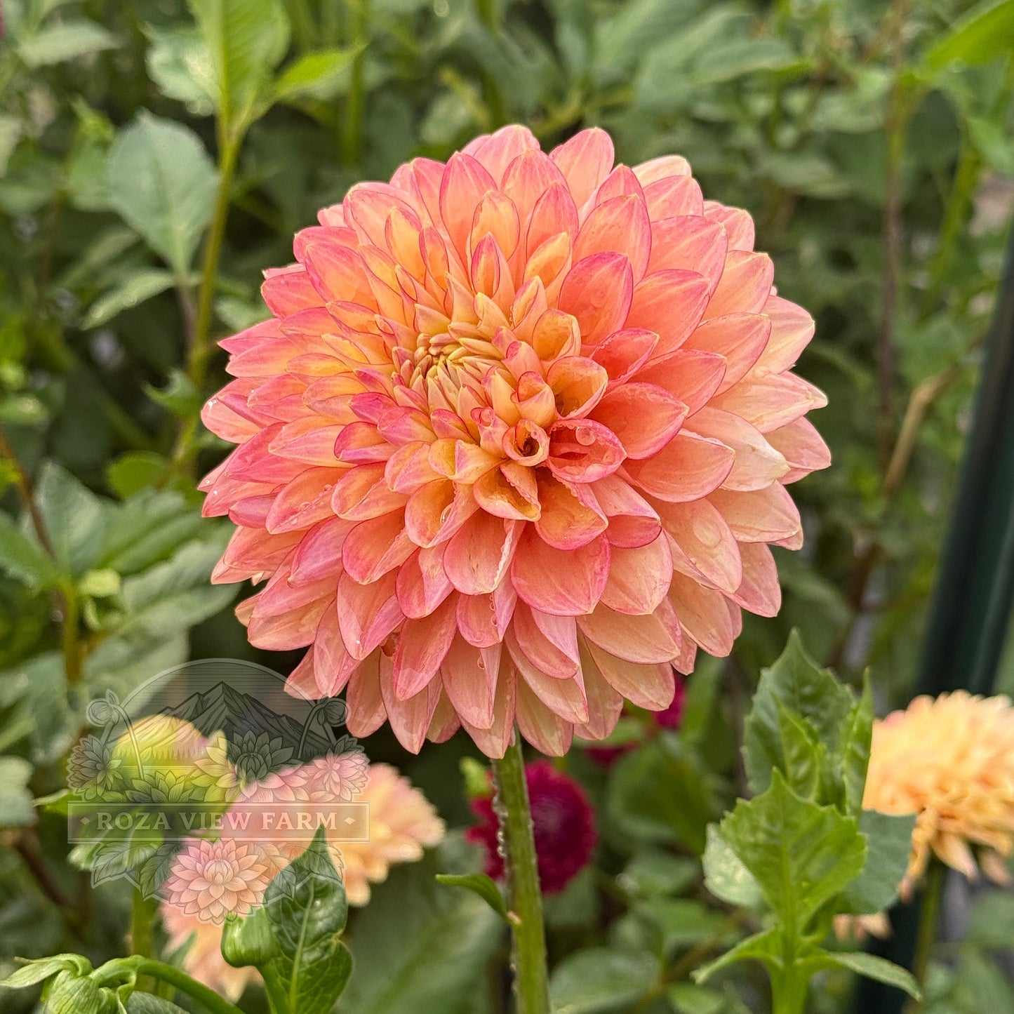 RV Sheena's Fireball