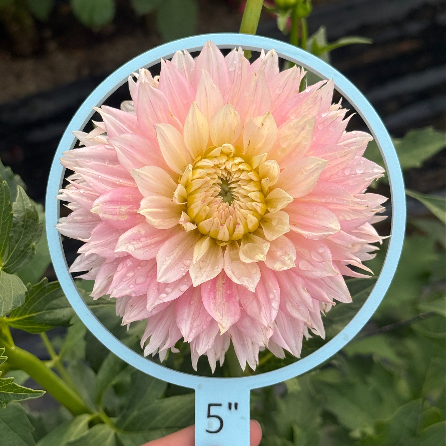 Seedling 2025-18