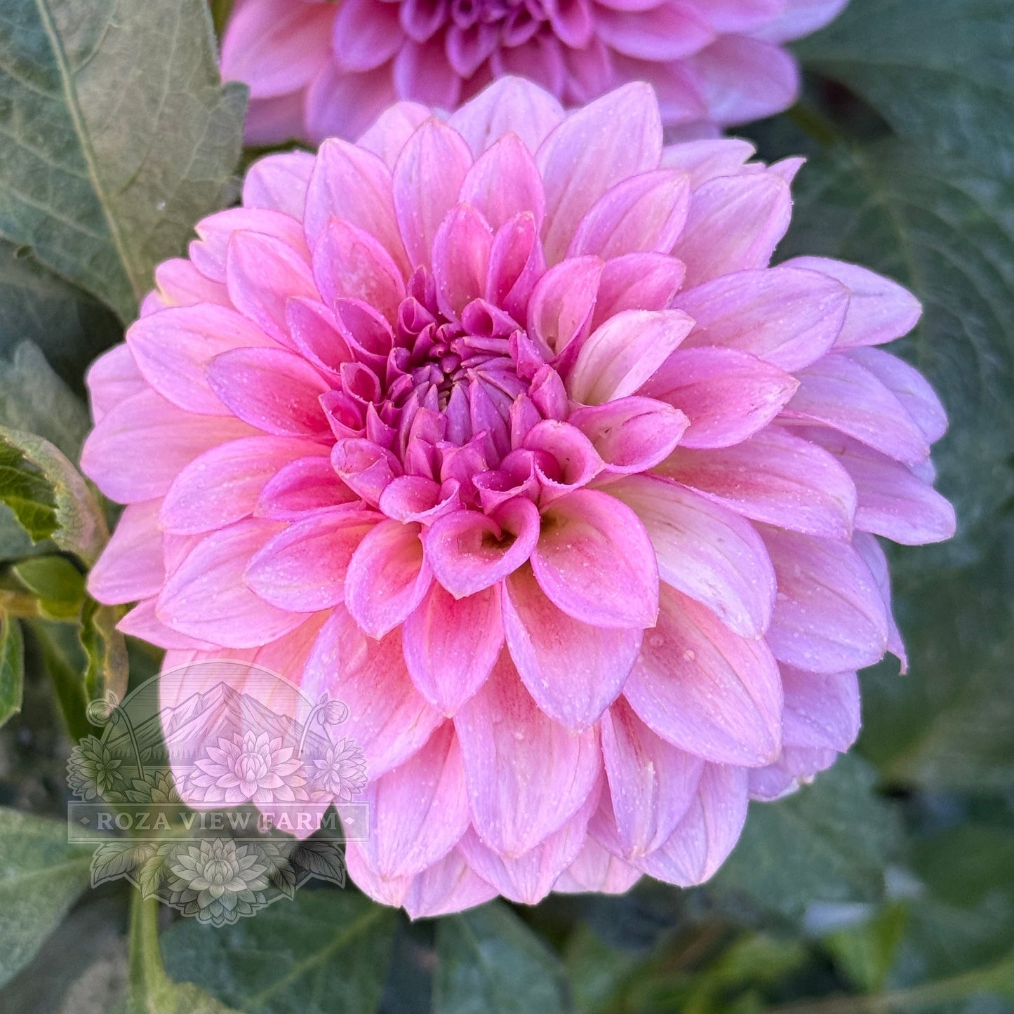 Levi’s Bubblegum