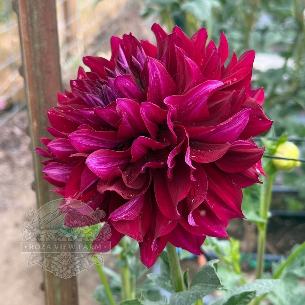 Hollyhill Court Jester