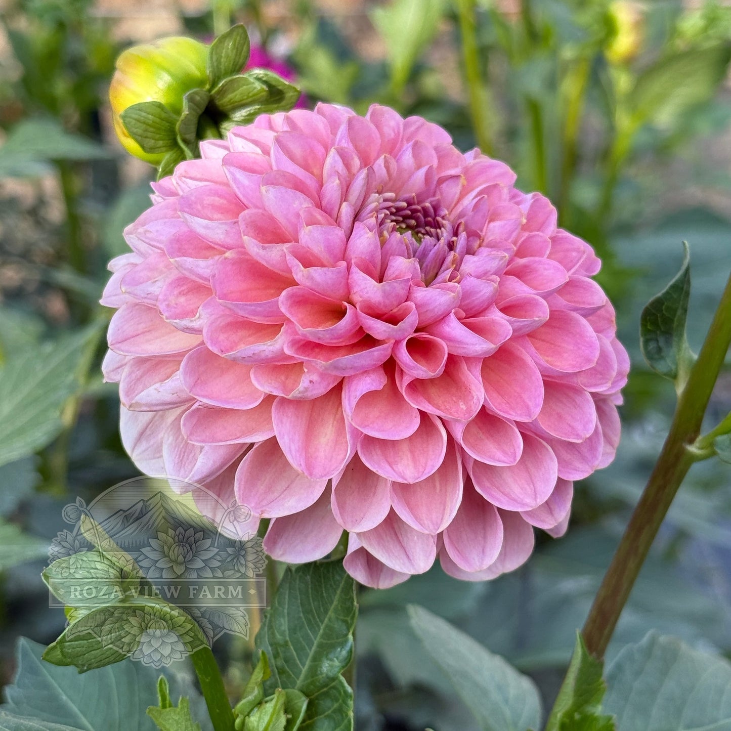Hamari Rose