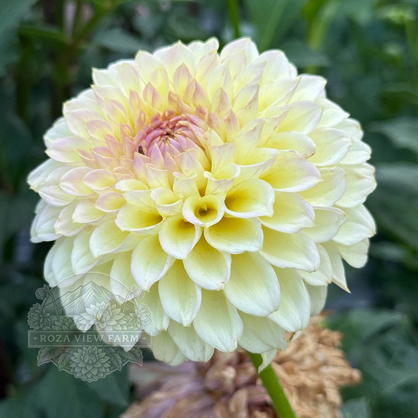 Primrose Diane