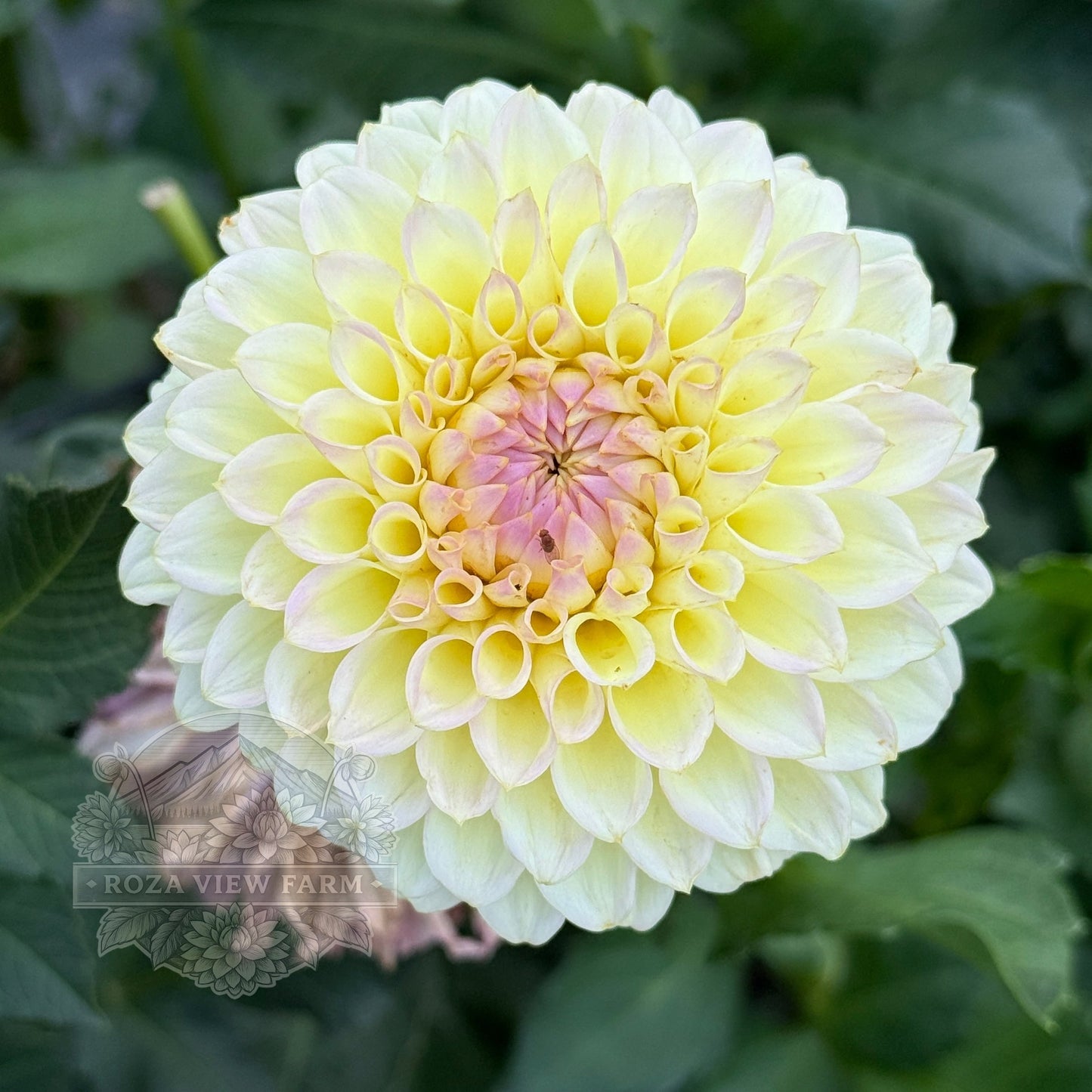Primrose Diane
