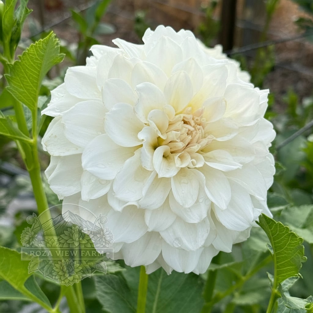 Irish Ruffles