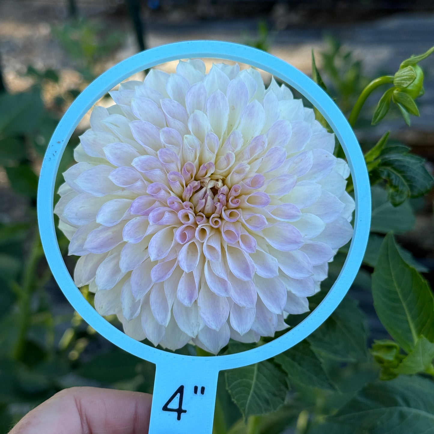 Seedling 2025-25