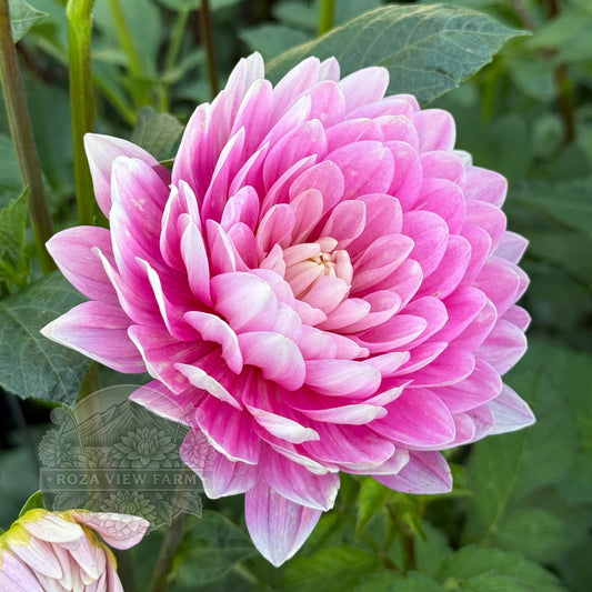 Hollyhill Pink Parfait