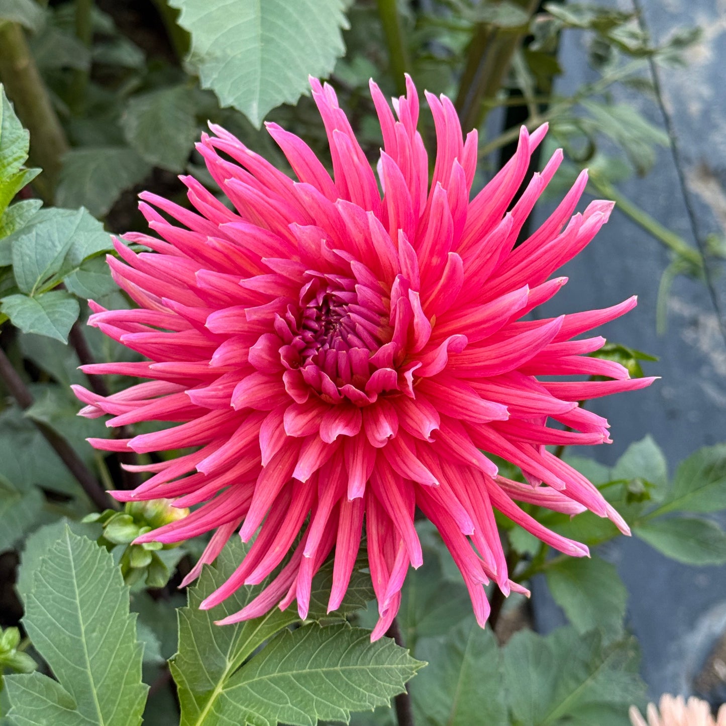 Allen’s Smoky Skies