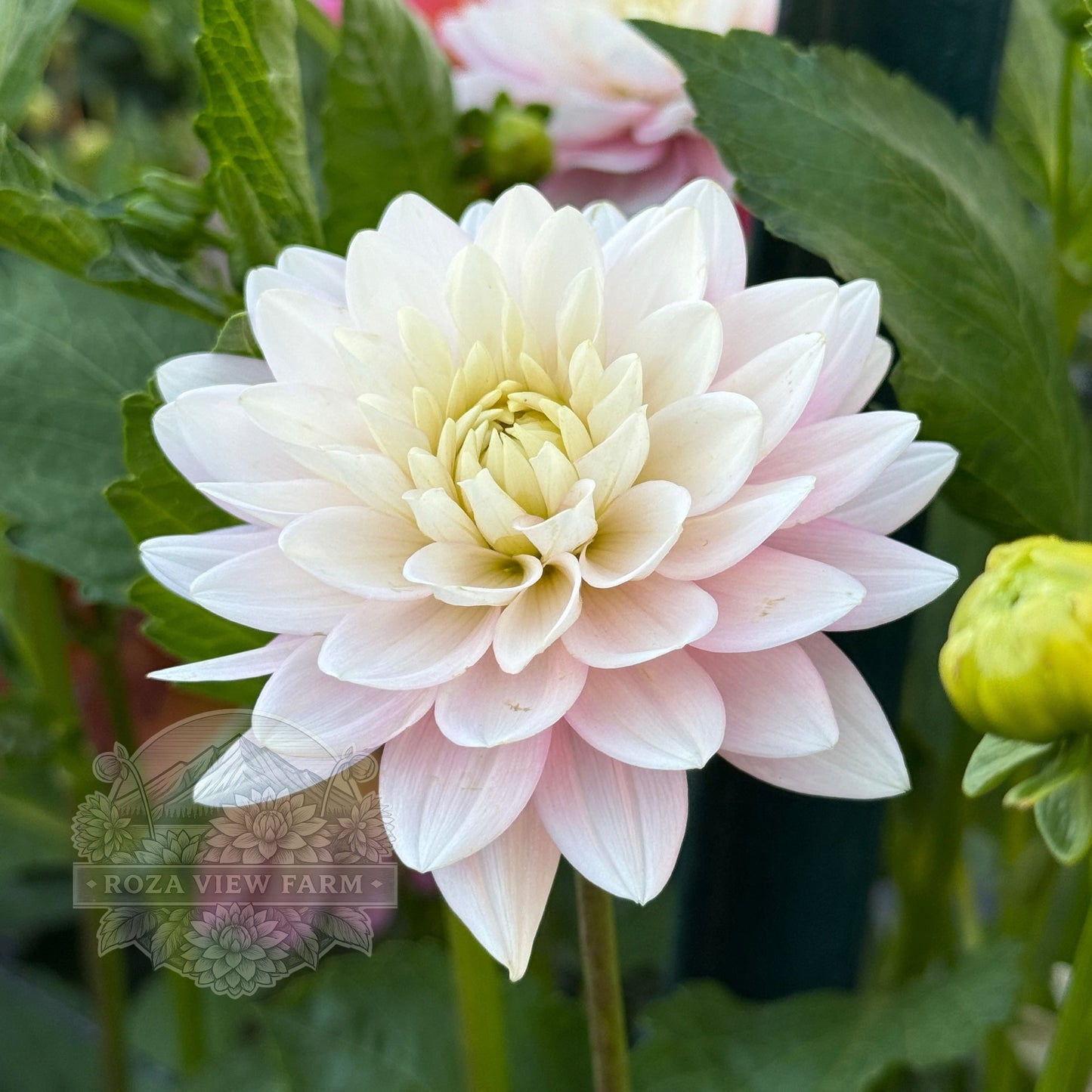 Dapex Pink Delight