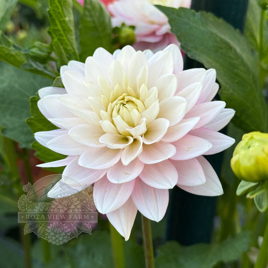 Dapex Pink Delight