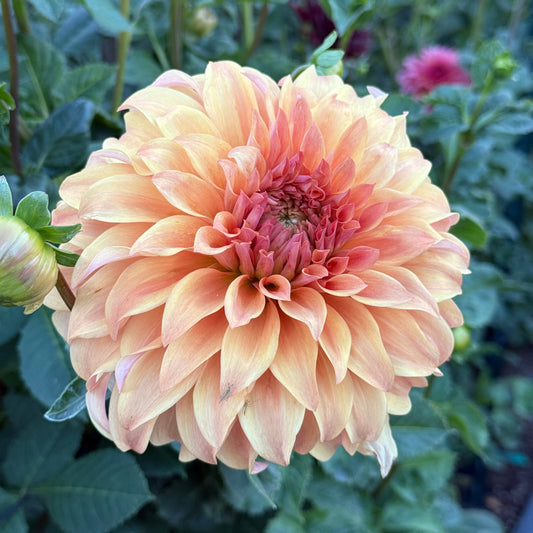 Wyn's Moonlight Sonata