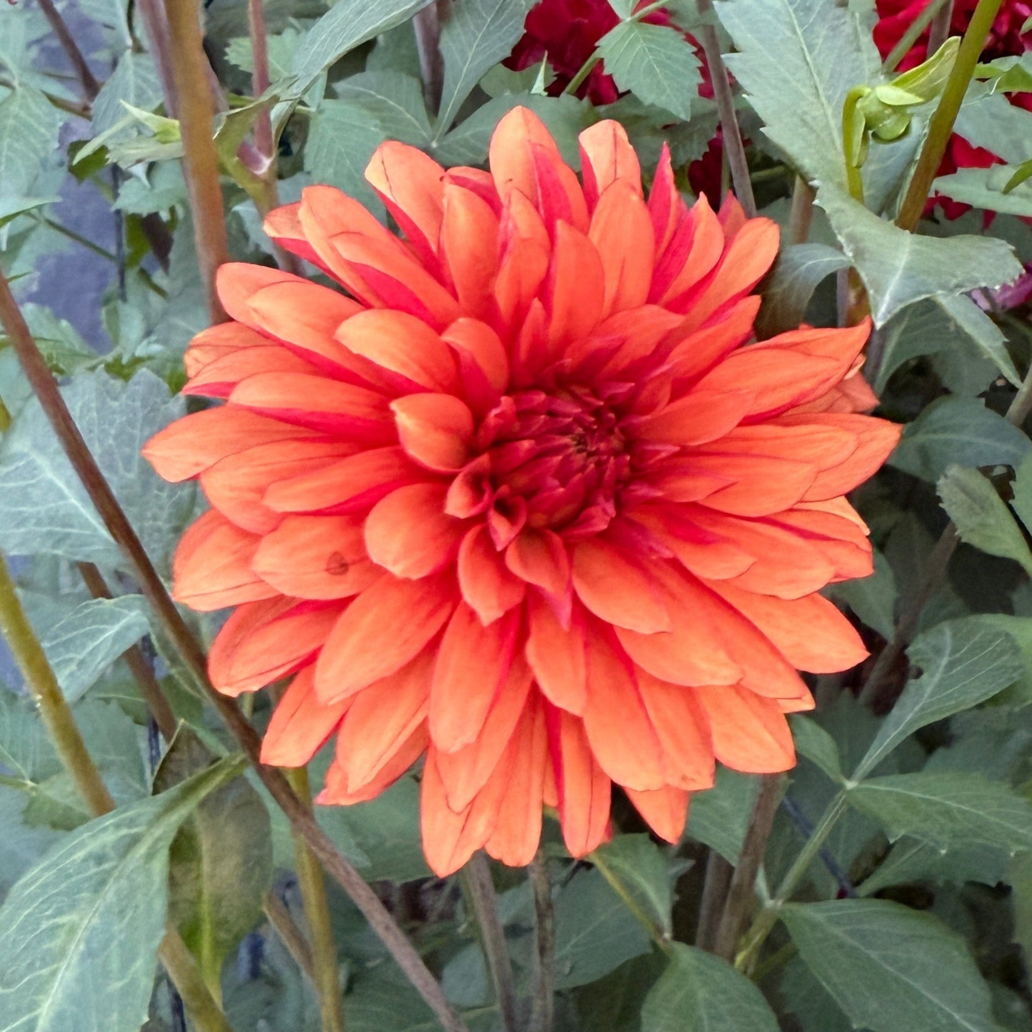 River’s Naranja