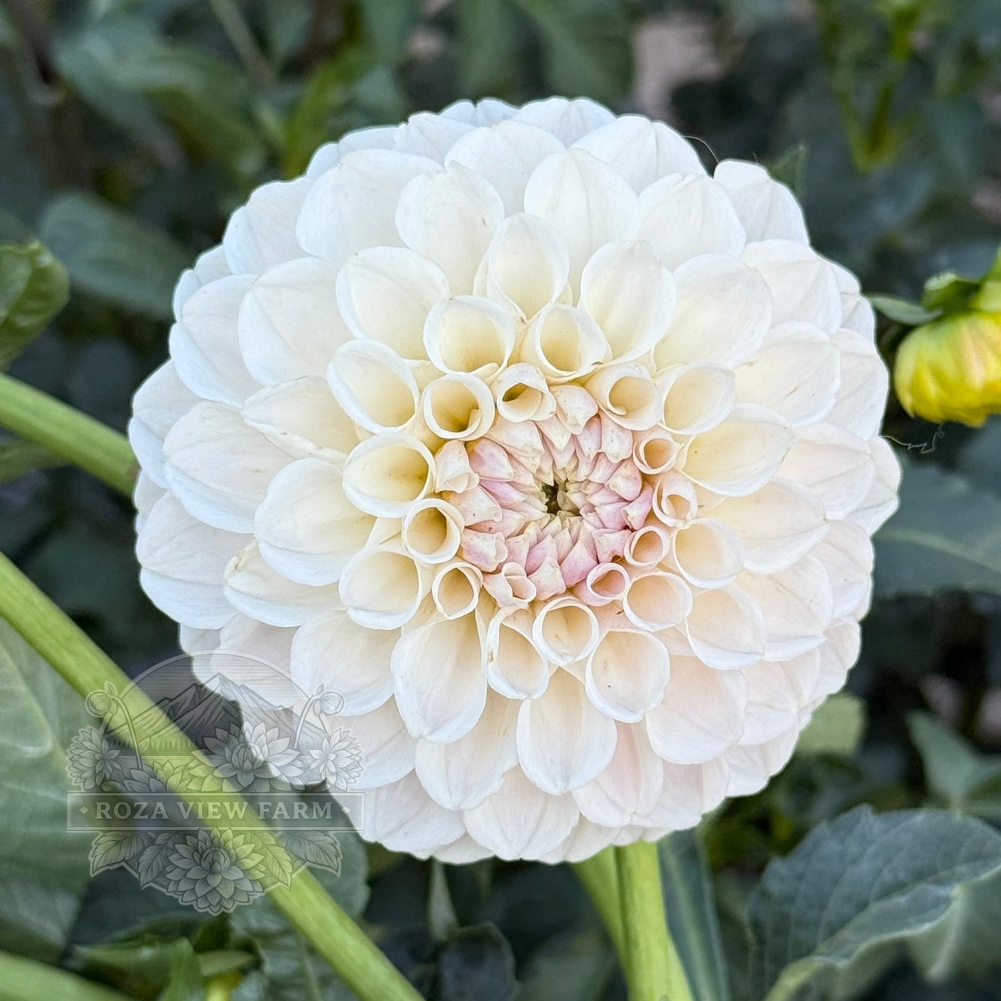 Eden Blush On