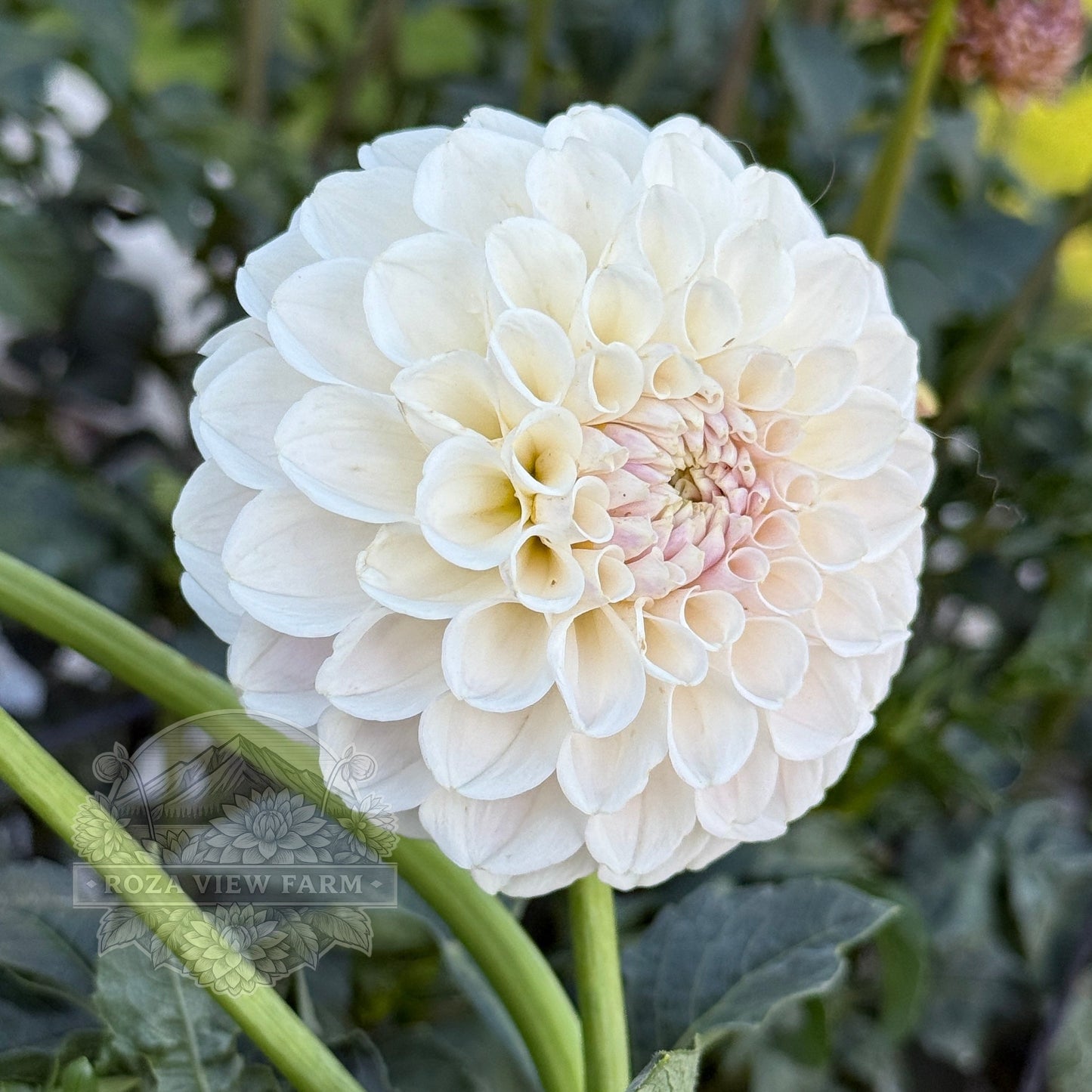 Eden Blush On