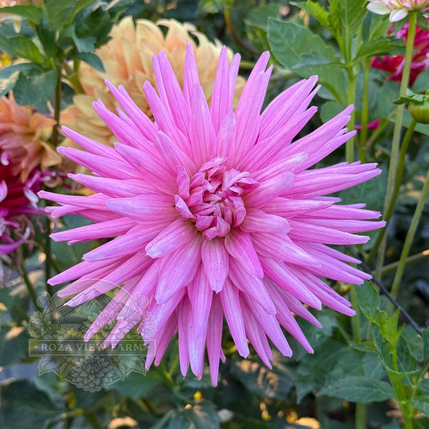 Sandia Barbie