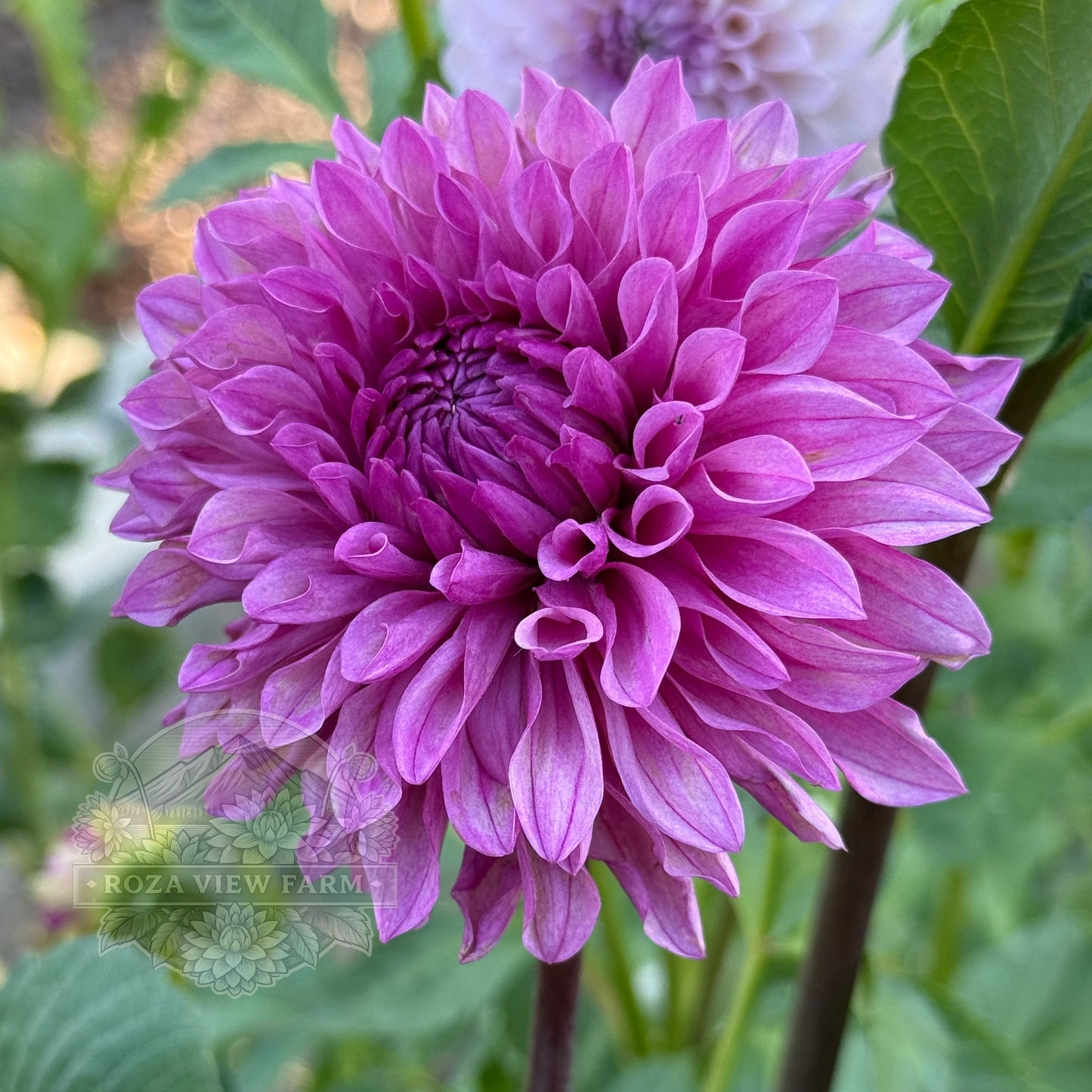 Lee's Flute Loop Lavender