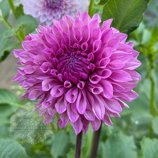 Lee's Flute Loop Lavender