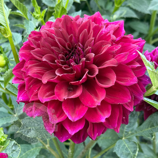 Formby Kaitlyn