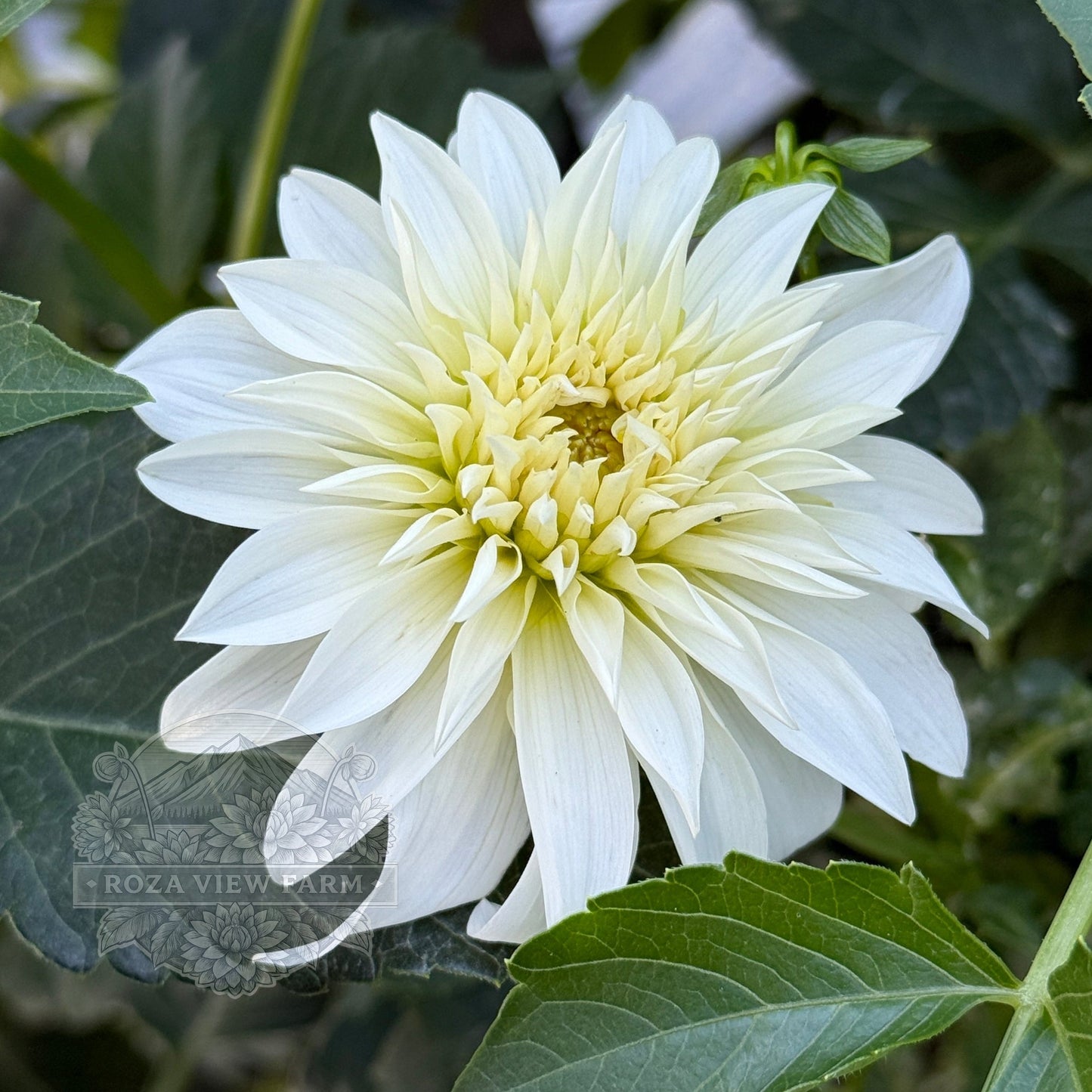 Edelweiss