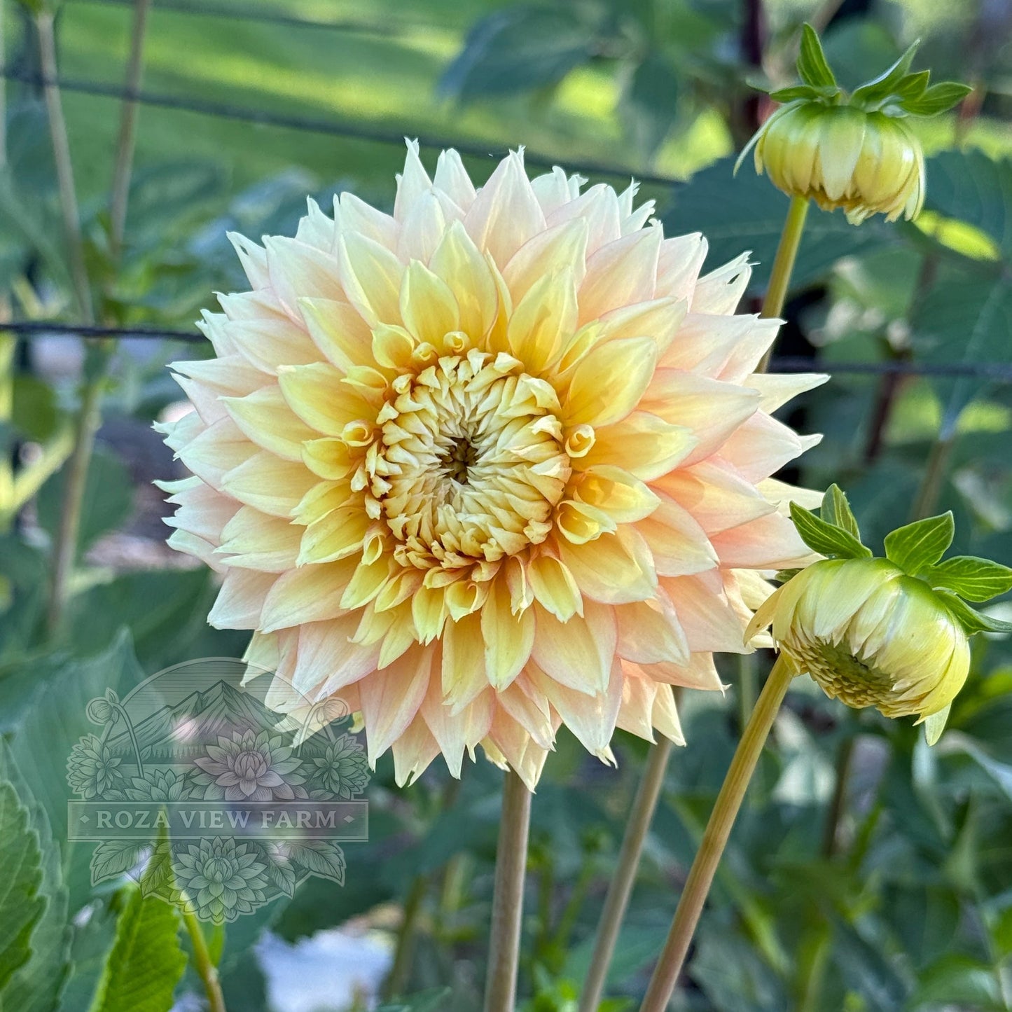 Lee's Apricot Fizz