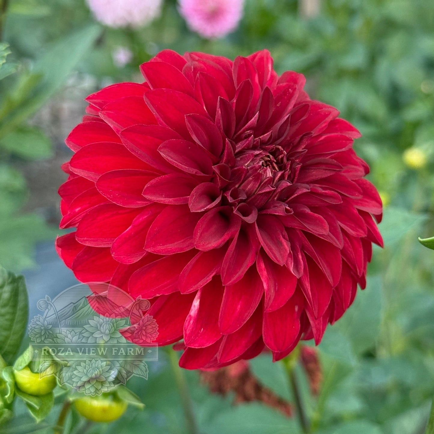 River’s Cherry Bomb