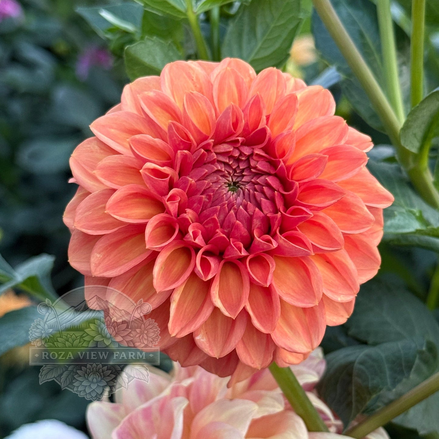 Ferncliff Apricot